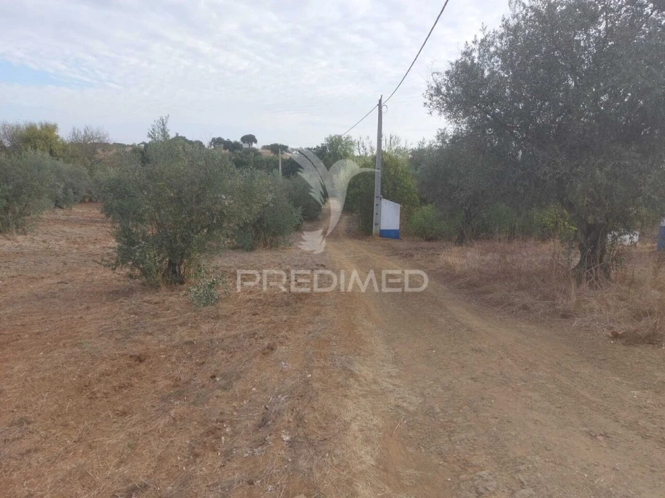 Quinta T3 para Venda em Alvito Foto 11