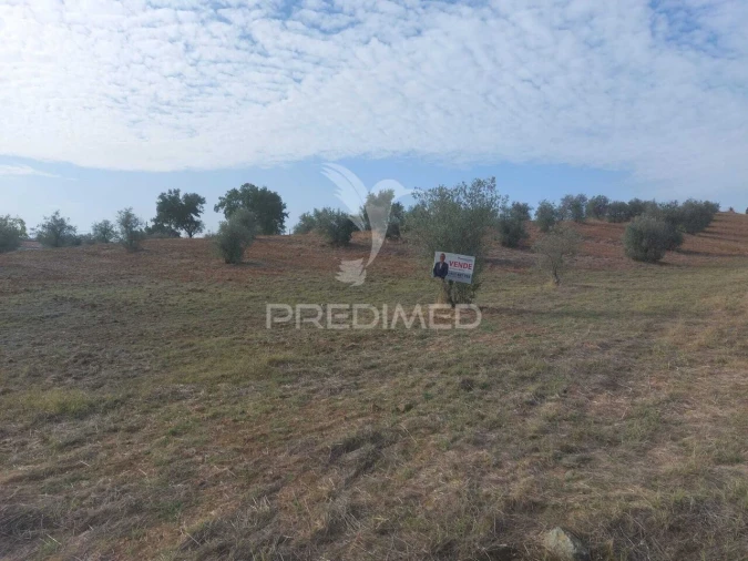 Quinta T3 para Venda em Alvito Foto 14