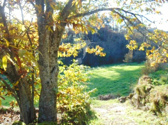 Quinta T4 para Venda em Mondrões Foto 5