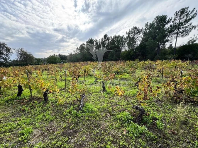 Quinta T4 para Venda em Fortios Foto 23