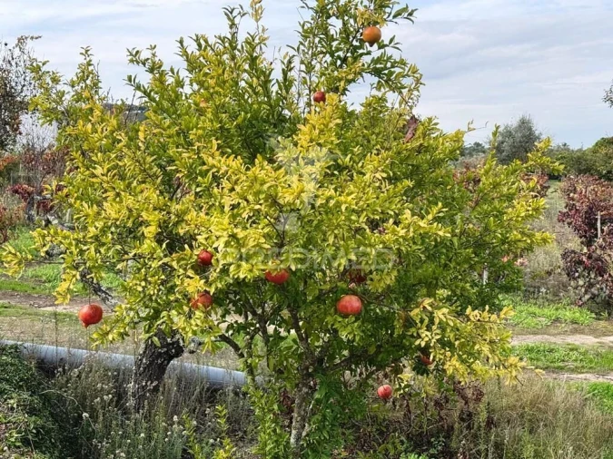 Quinta T4 para Venda em Fortios Foto 16