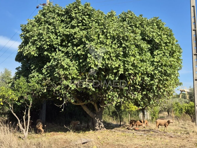 Terreno para Venda em Nossa Senhora da Conceição e São Bartolomeu Foto 25
