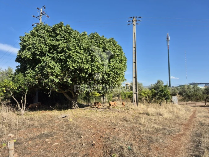 Terreno para Venda em Nossa Senhora da Conceição e São Bartolomeu Foto 23