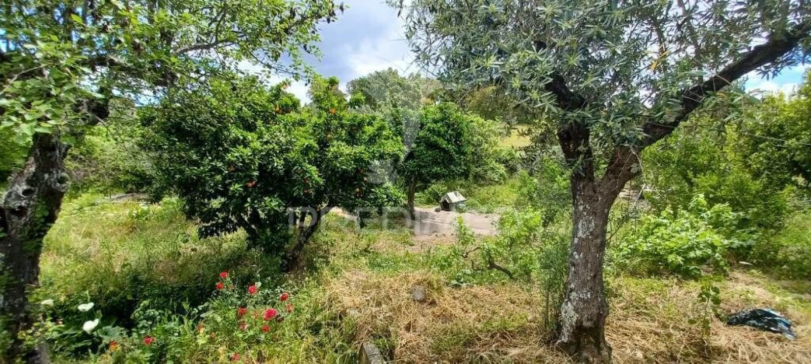 Quinta T3 para Venda em Fortios Foto 15