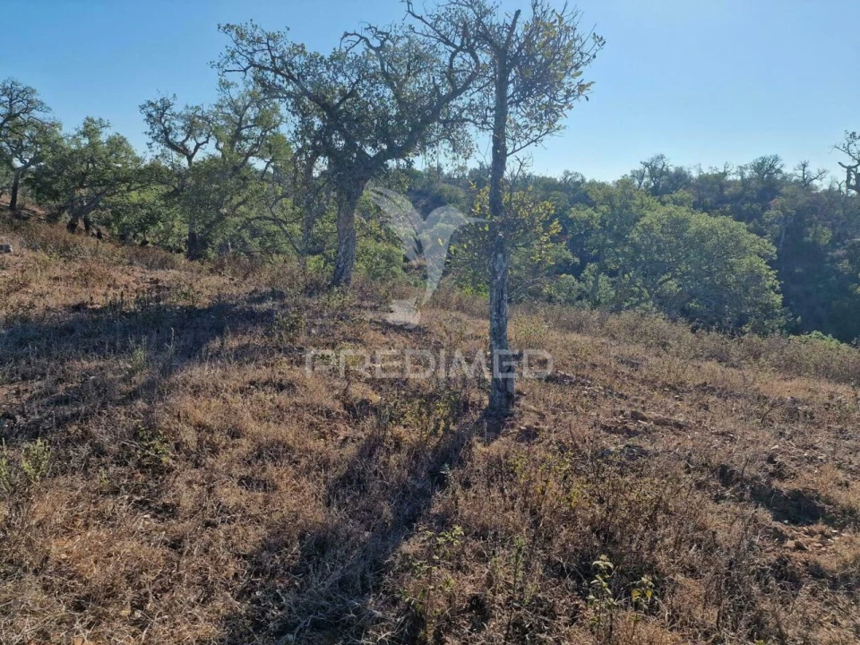 Terreno para Venda em São Francisco da Serra Foto 22