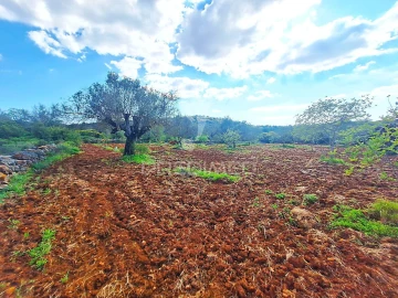 Terreno para Venda em Loule (São Sebastião)