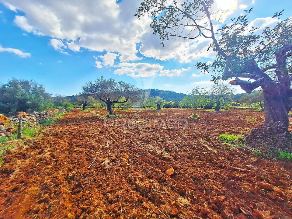 Terreno para Venda em Loule (São Sebastião) Foto 9