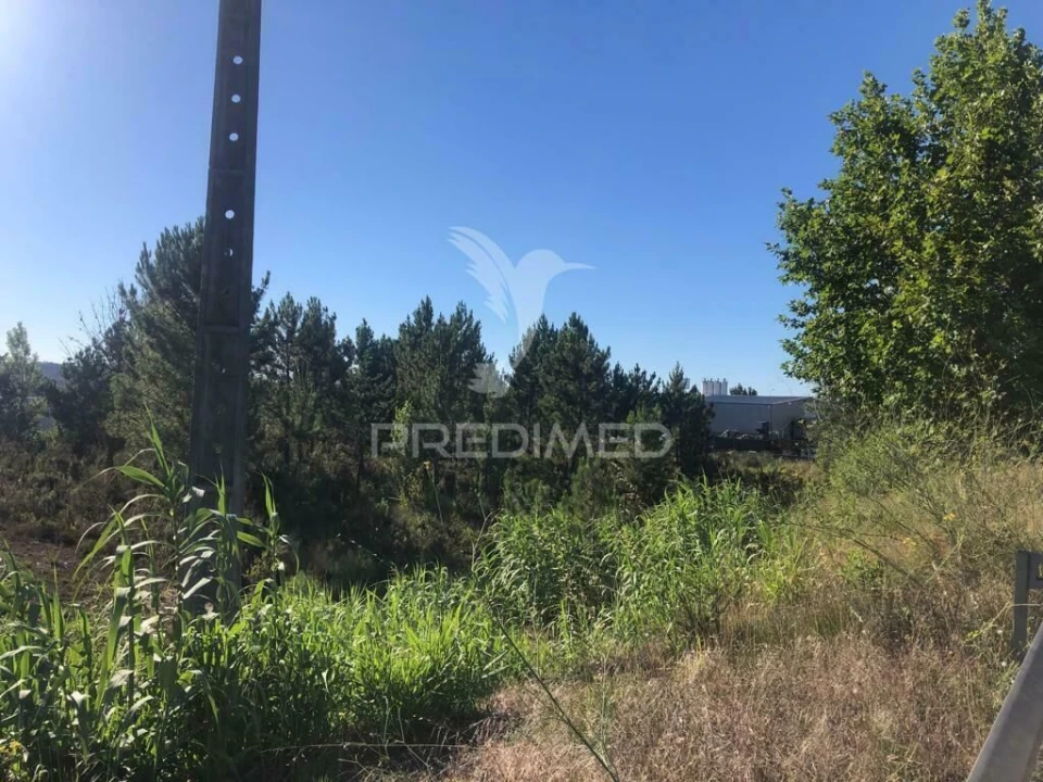 Terreno para Venda em Pelariga Foto 8