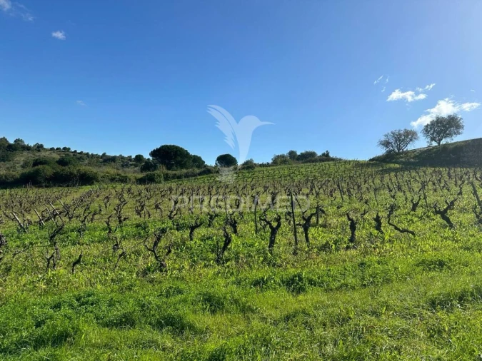 Terreno para Venda em Arrouquelas Foto 2