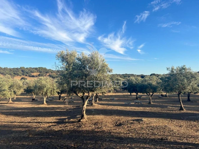 Quinta T5 para Venda em Redondo Foto 25