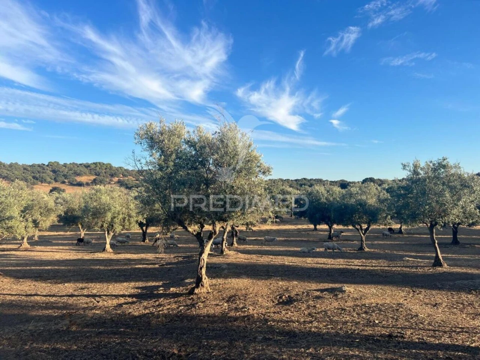 Quinta T5 para Venda em Redondo Foto 25