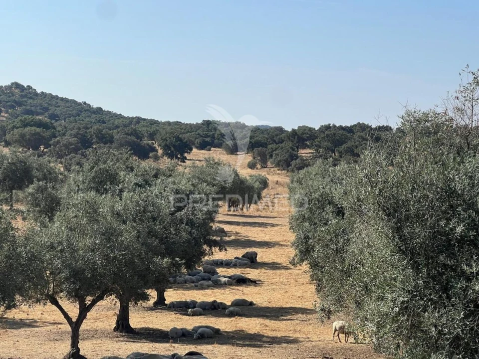 Quinta T5 para Venda em Redondo Foto 26