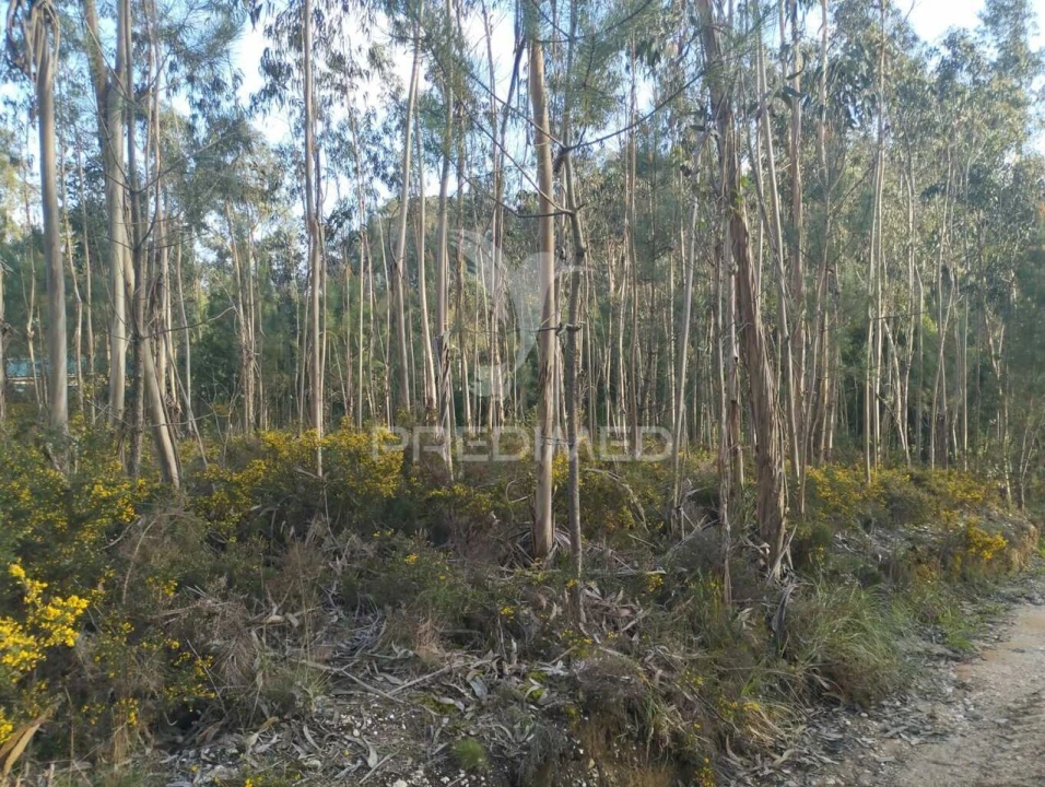 Terreno para Venda em Oliveirinha Foto 3