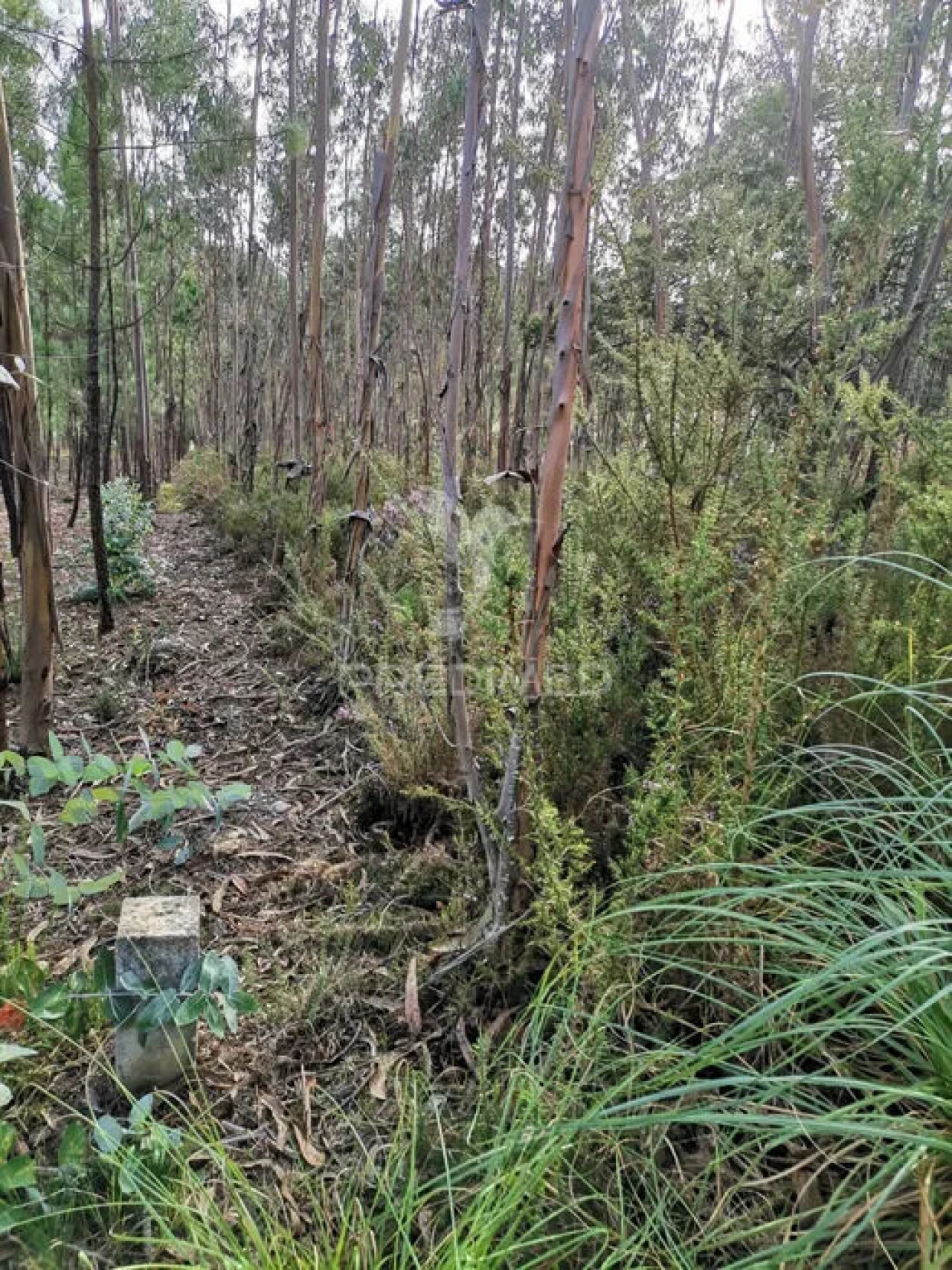 Terreno para Venda em Oliveirinha Foto 6