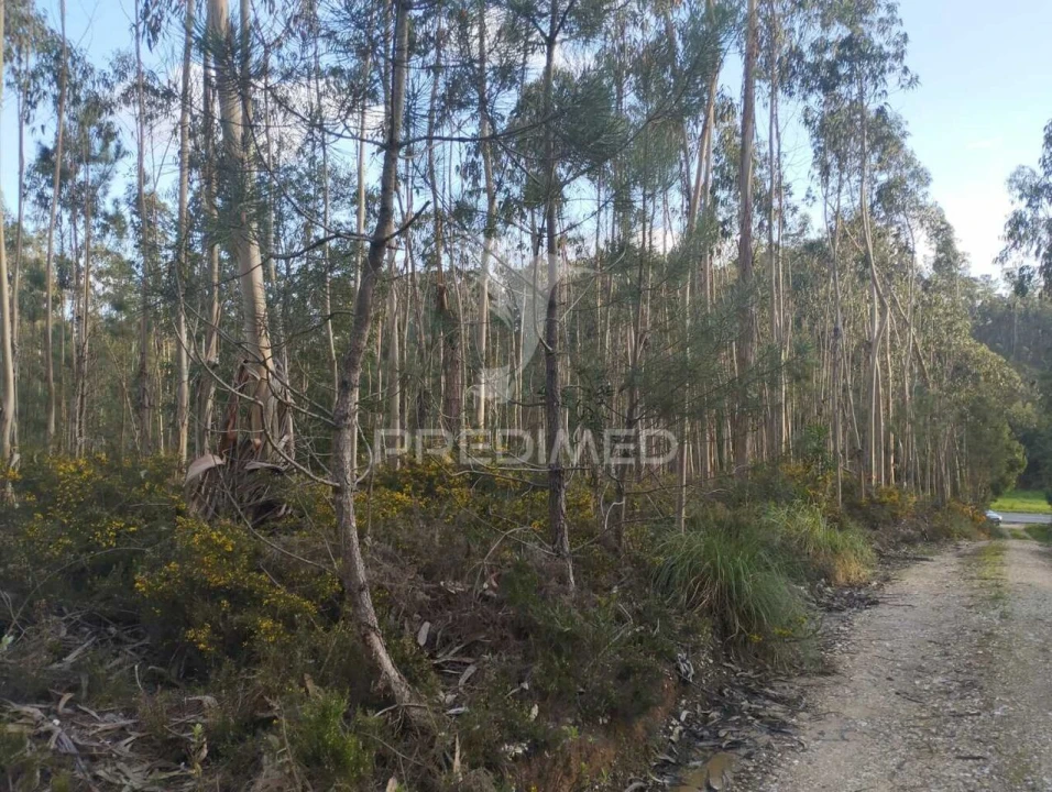 Terreno para Venda em Oliveirinha Foto 4