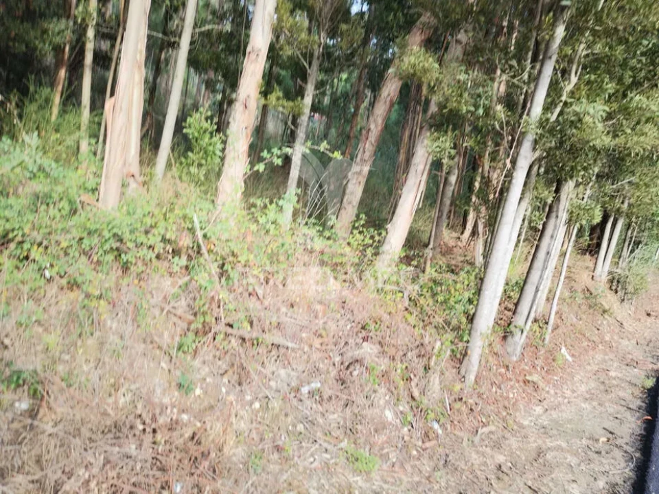 Terreno para Venda em Oliveirinha Foto 7