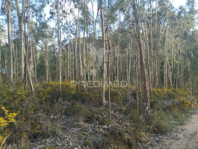 Terreno para Venda em Oliveirinha Foto 3