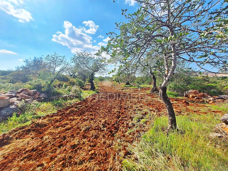 Terreno para Venda em Loule (São Sebastião) Foto 8