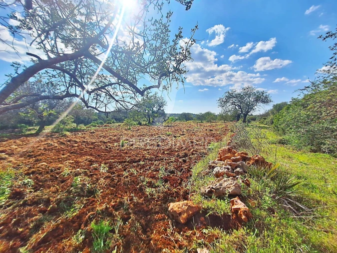 Terreno para Venda em Loule (São Sebastião) Foto 3