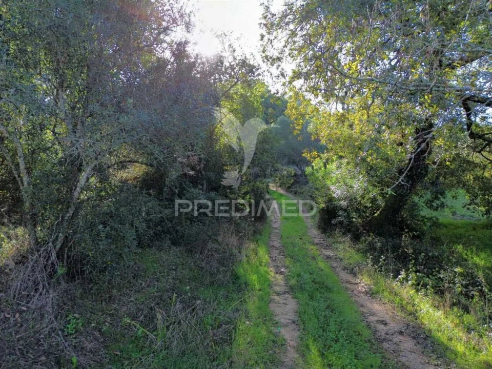Terreno para Venda em Arneiro das Milhariças Foto 7