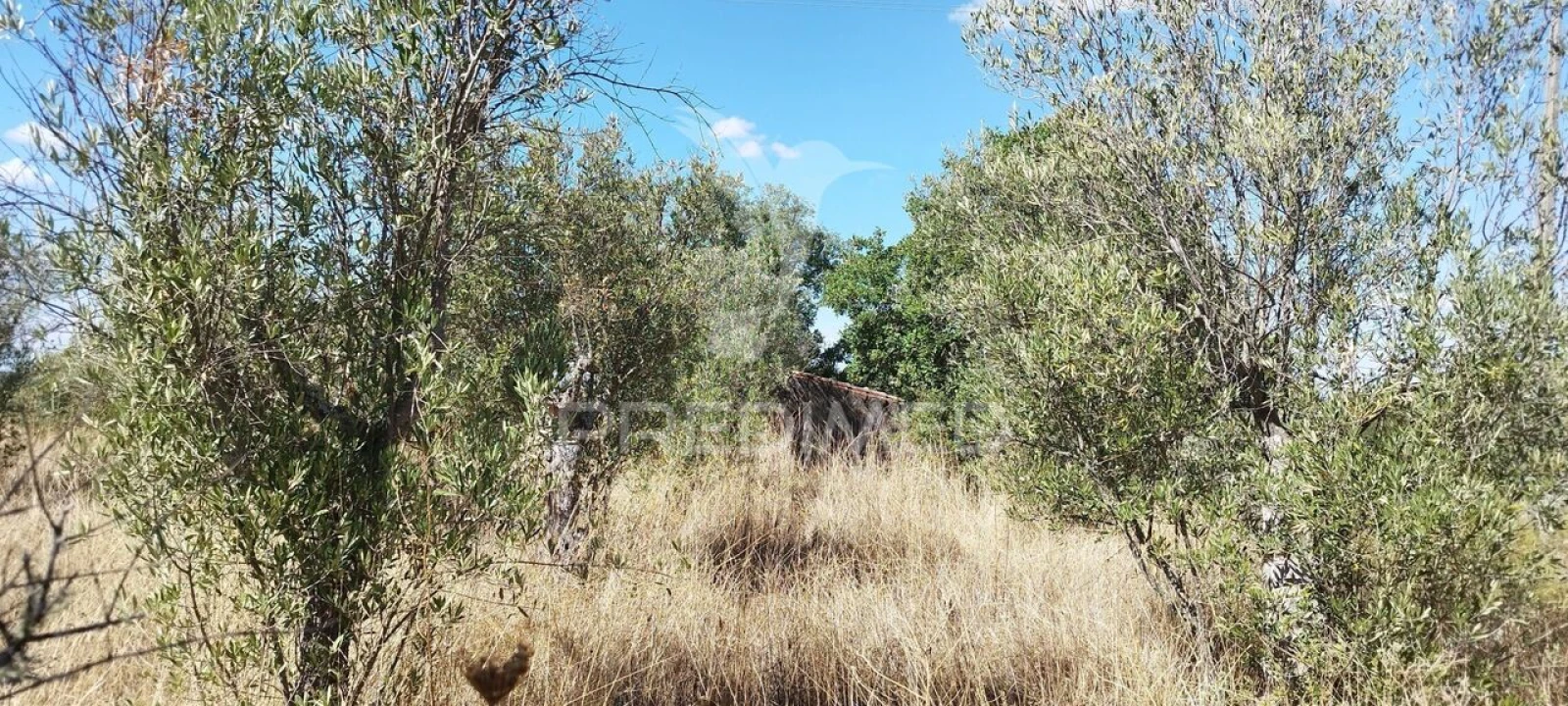 Terreno para Venda em Santa Maria da Devesa Foto 2