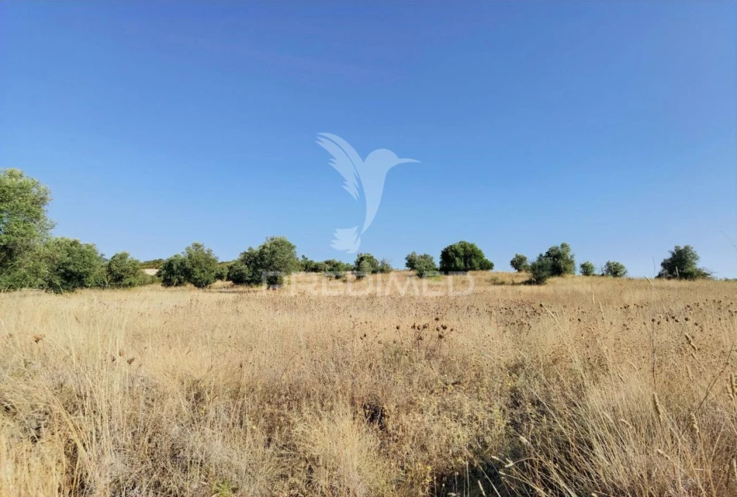 Terreno para Venda em Pedrogão Foto 12