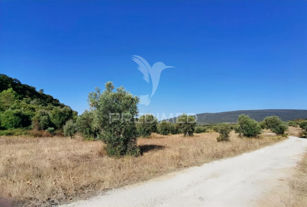 Terreno para Venda em Pedrogão Foto 21