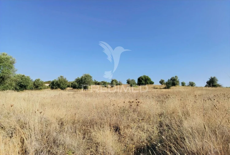 Terreno para Venda em Pedrogão Foto 12