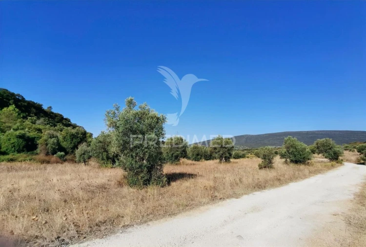 Terreno para Venda em Pedrogão Foto 21