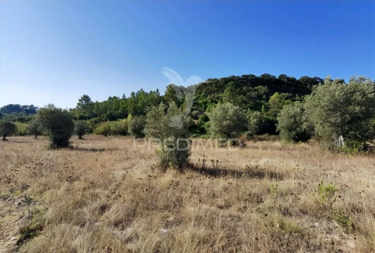 Terreno para Venda em Pedrogão Foto 20