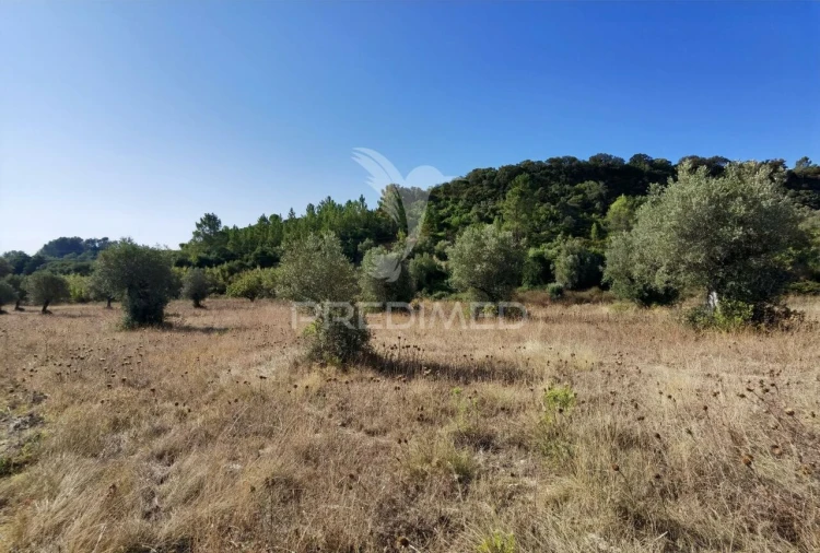 Terreno para Venda em Pedrogão Foto 29