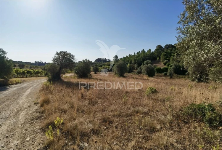 Terreno para Venda em Pedrogão Foto 6