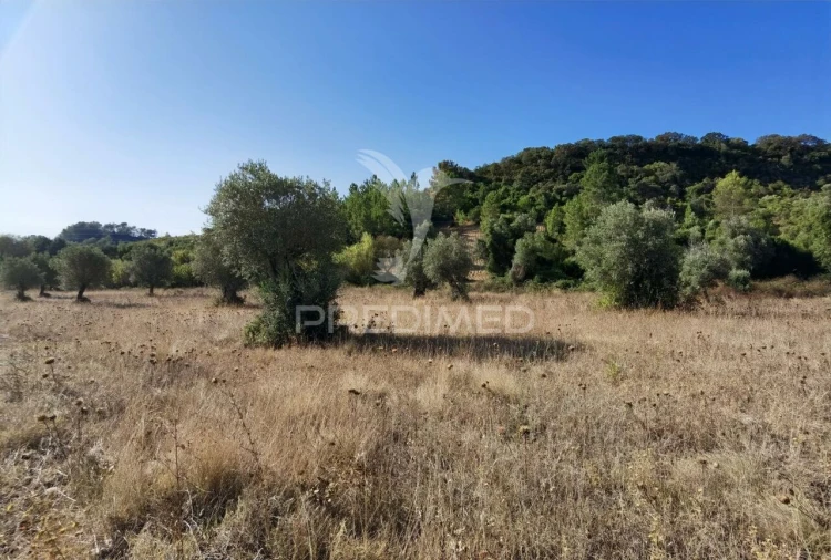 Terreno para Venda em Pedrogão Foto 28