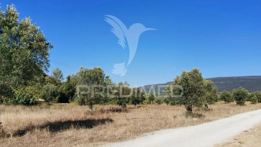 Terreno para Venda em Pedrogão