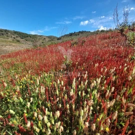 Terreno para Venda em Odeleite