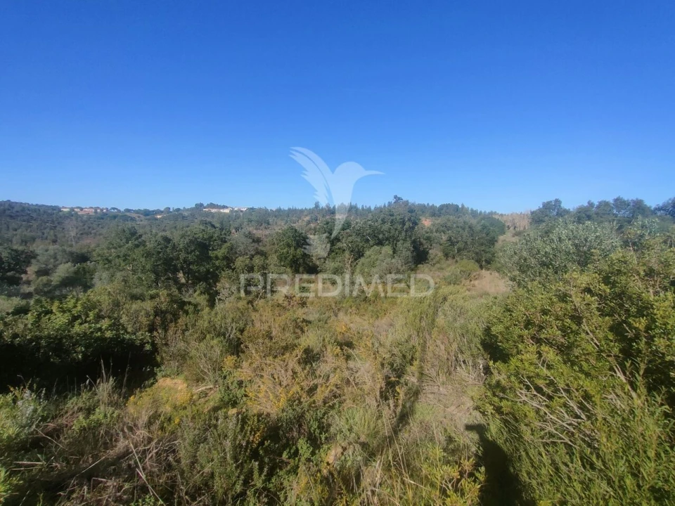 Terreno para Venda em Monsanto Foto 7