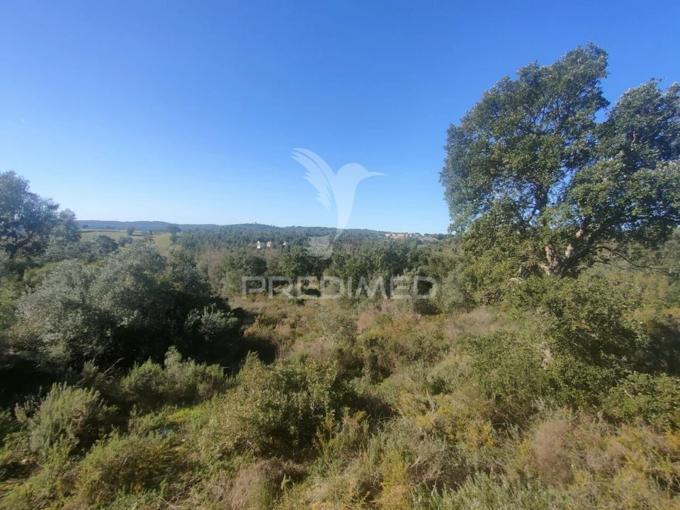Terreno para Venda em Monsanto Foto 4