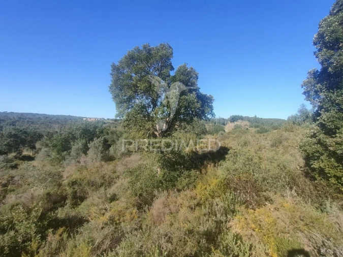 Terreno para Venda em Monsanto Foto 3