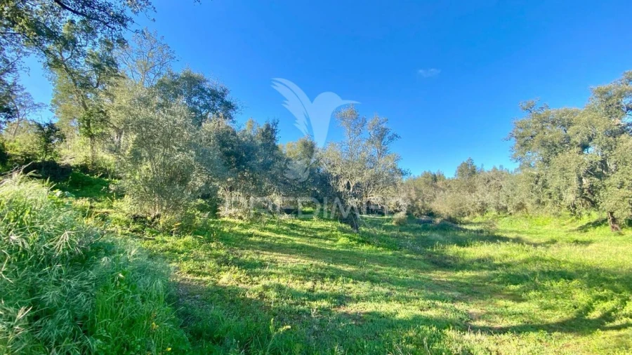 Terreno para Venda em Rio Maior Foto 5