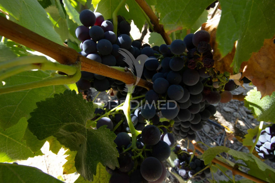 Quinta T3 para Venda em Poceirão e Marateca Foto 21