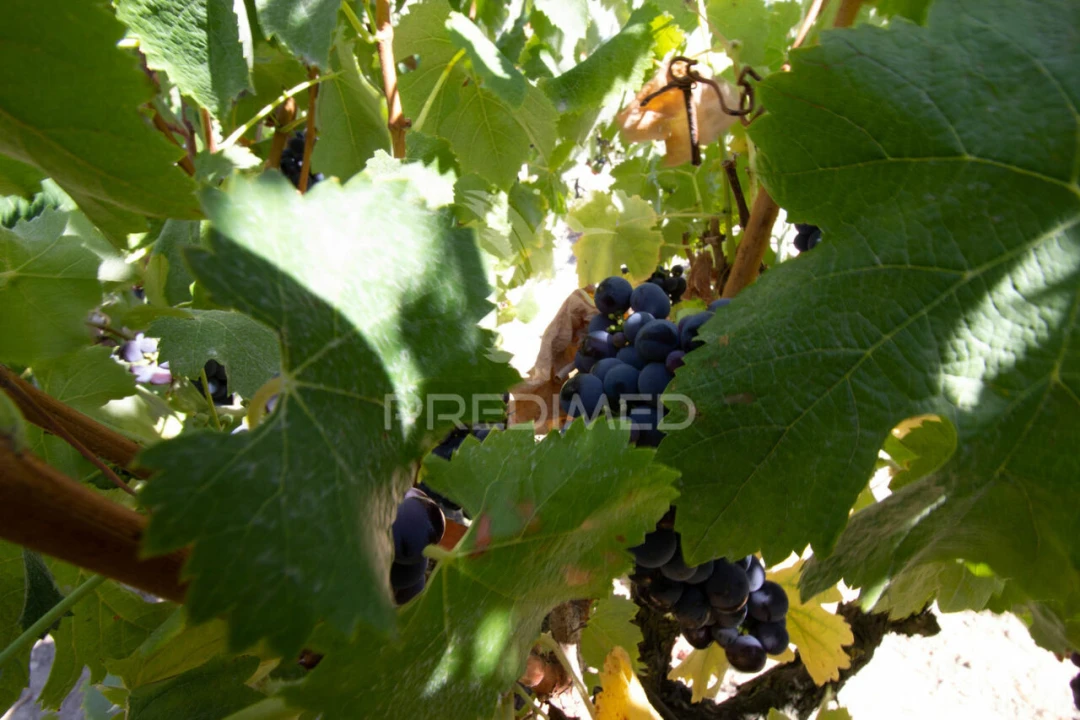 Quinta T3 para Venda em Poceirão e Marateca Foto 20