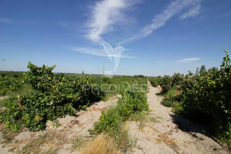 Quinta T3 para Venda em Poceirão e Marateca Foto 23