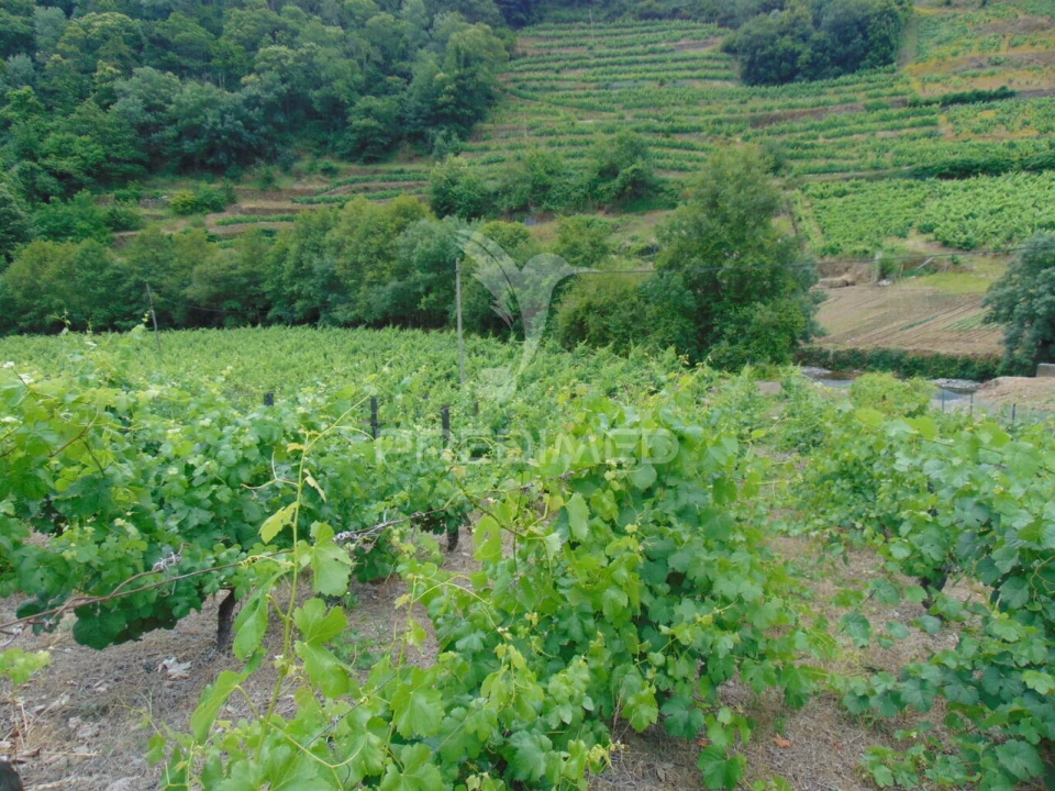 Quinta T8 para Venda em Cumieira Foto 30