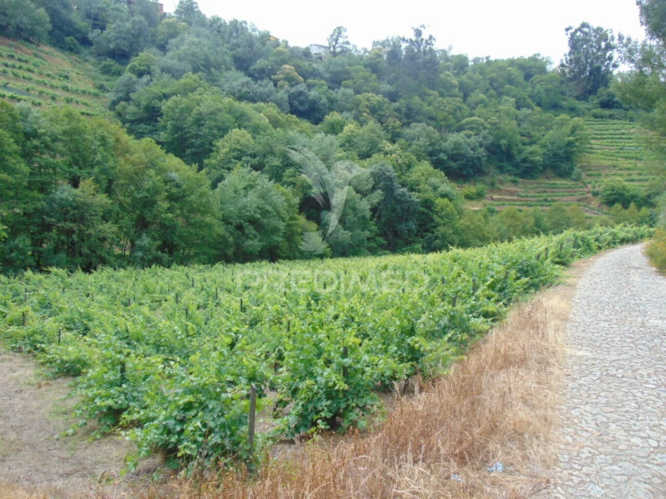 Quinta T8 para Venda em Cumieira Foto 35