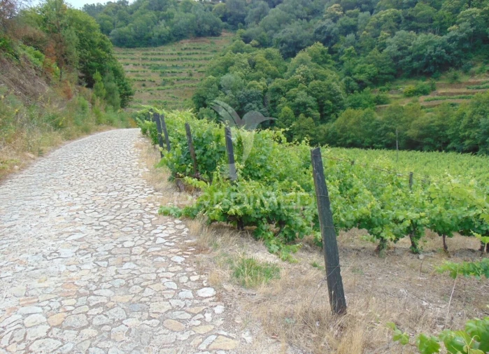 Quinta T8 para Venda em Cumieira Foto 27