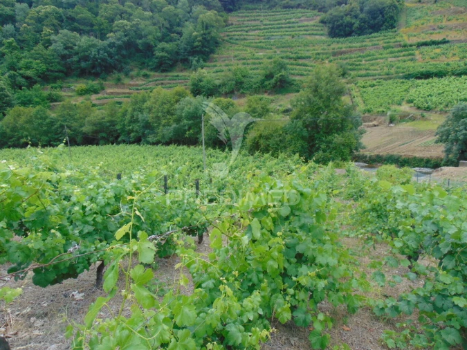 Quinta T8 para Venda em Cumieira Foto 30