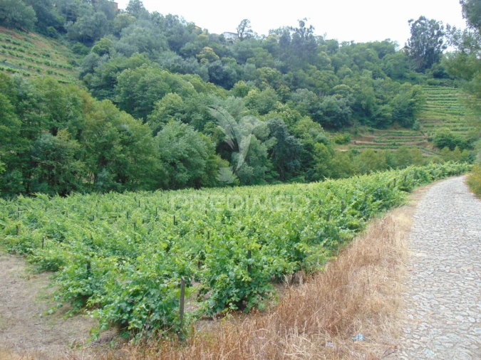 Quinta T8 para Venda em Cumieira Foto 35