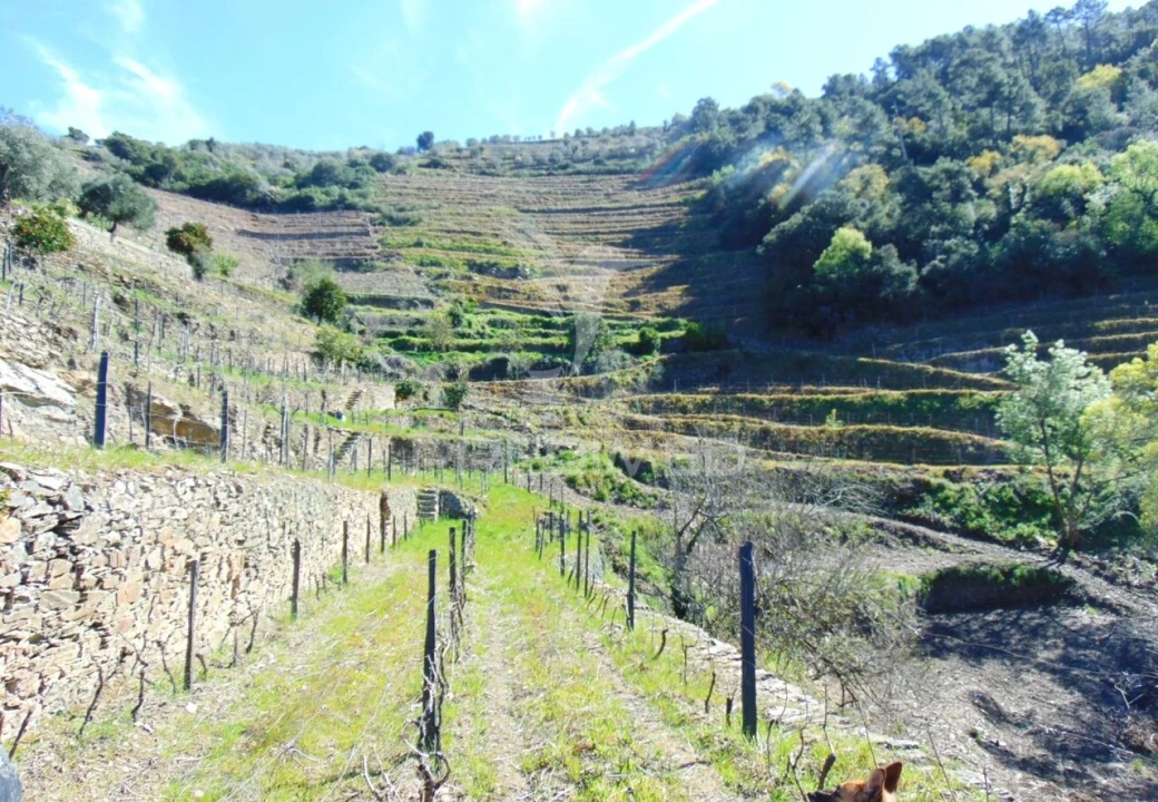 Terreno para Venda em Abaças Foto 14