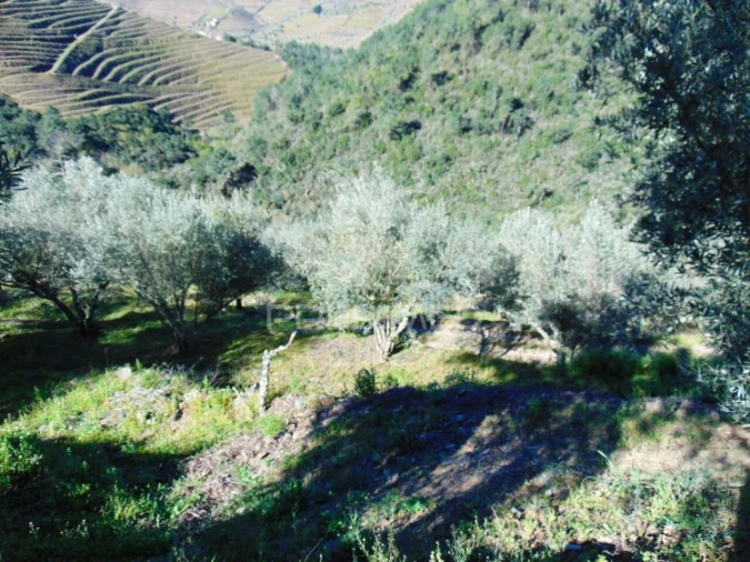 Terreno para Venda em Abaças Foto 36