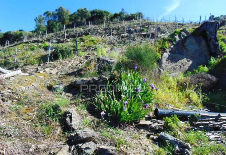 Terreno para Venda em Abaças Foto 29